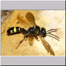 Mellinus arvensis - Kotwespe m04b 9mm Sandgrube Niedringhaussee-det.jpg